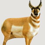 Montana Decoy Co Antelope Buck Decoy | Elite Firearms